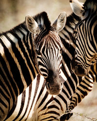 Close-up portrait of zebras