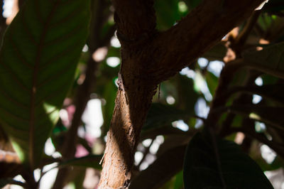 Low angle view of tree branch in forest