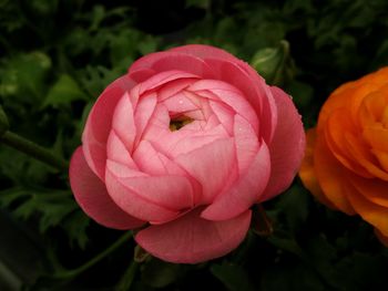 Close-up of pink rose