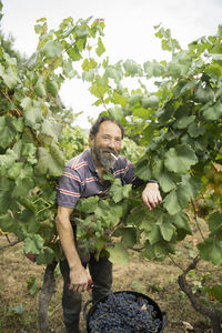 Man harvesting blue grapes in vineyard
