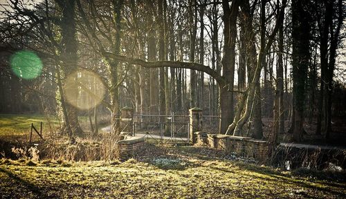 Trees in forest