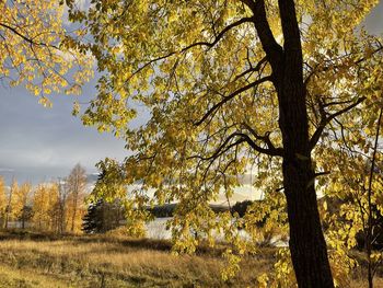 Trees on field against sky during autumn