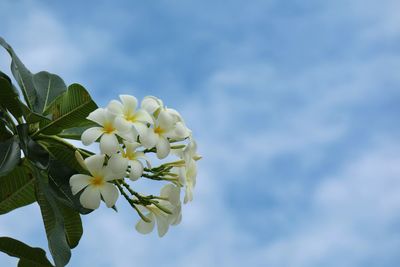 Close-up of white cherry blossoms against sky