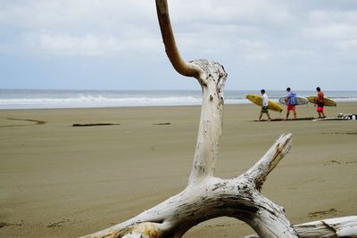 Driftwood against surfers at beach against cloudy sky