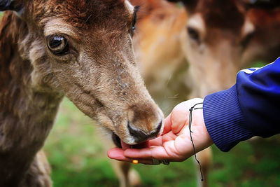 Close-up of hand feeding deer