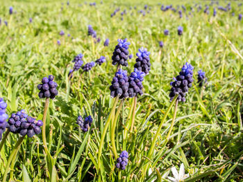 Close-up of purple flowers blooming in field