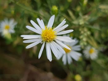 Close-up of white flower blooming outdoors