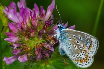 Close-up of butterfly on purple flowers
