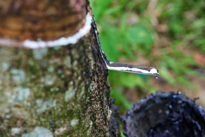 Milky latex extracted from rubber tree