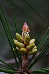 Close-up of flower buds growing on plant