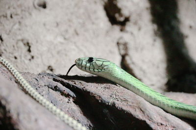 Close-up of damselfly on leaf