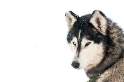 Portrait of siberian husky on snowfield