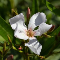 Close-up of white flowers