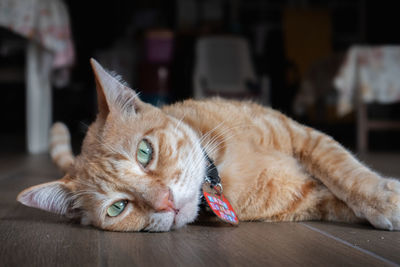 Portrait of cat lying down