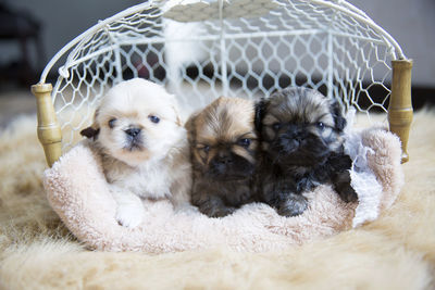 Close-up of two dogs in cage