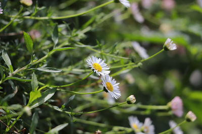 Close-up of white flowering plant