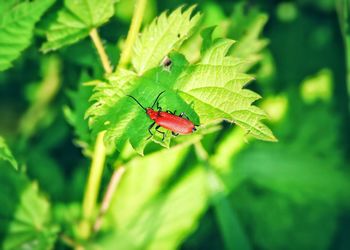 Close-up of insect on plant