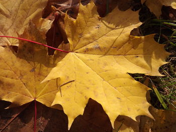 Close-up of yellow maple leaves