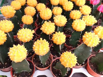 High angle view of yellow flowering plants