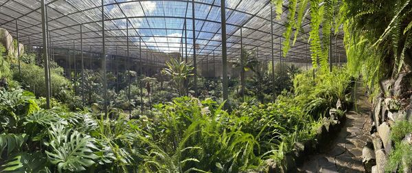 Low angle view of plants in forest