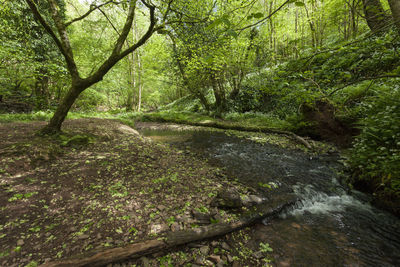 River flowing amidst trees in forest