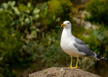 Seagull photographed close up sitting on a rock