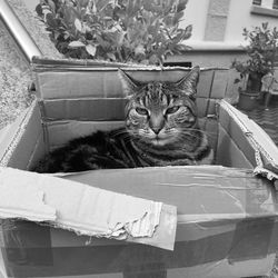 Portrait of cat sitting by plants