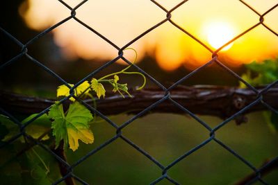 chainlink fence