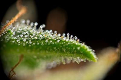 Close-up of water drops on plant