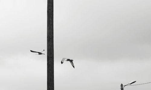 Low angle view of birds flying against sky