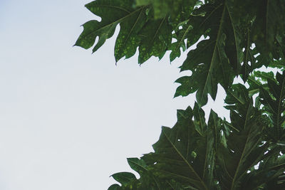 Low angle view of leaves against sky