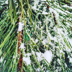 Close-up of snow on plants