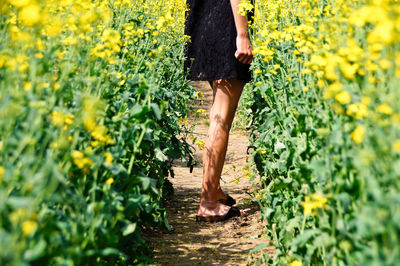 Low section of woman standing amidst yellow flowering plants