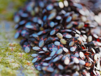 Close-up of pebbles on field