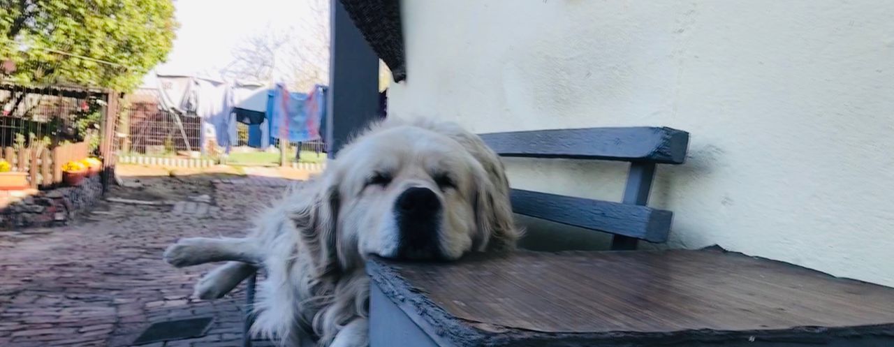 CLOSE-UP OF A DOG SLEEPING ON THE WALL