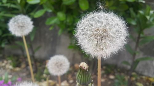 Close-up of white dandelion flower