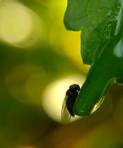Close-up of insect on leaf