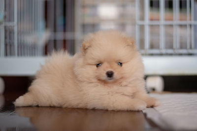 Portrait of a dog relaxing on floor at home