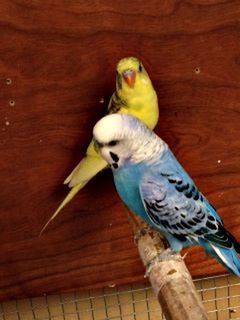 bird, animal themes, one animal, animals in the wild, parrot, perching, wood - material, wildlife, close-up, beak, full length, wooden, yellow, blue, day, no people, nature, focus on foreground, outdoors, wood