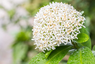 Close-up of white flowering plant