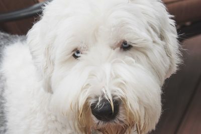 Close-up portrait of white dog