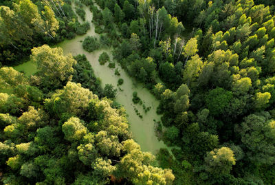 High angle view of plants growing in forest