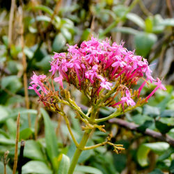 Close-up of pink flowers