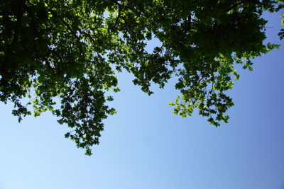 Low angle view of tree against sky