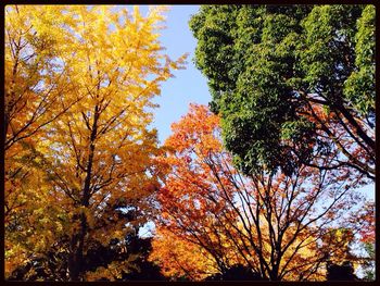 Low angle view of autumn trees