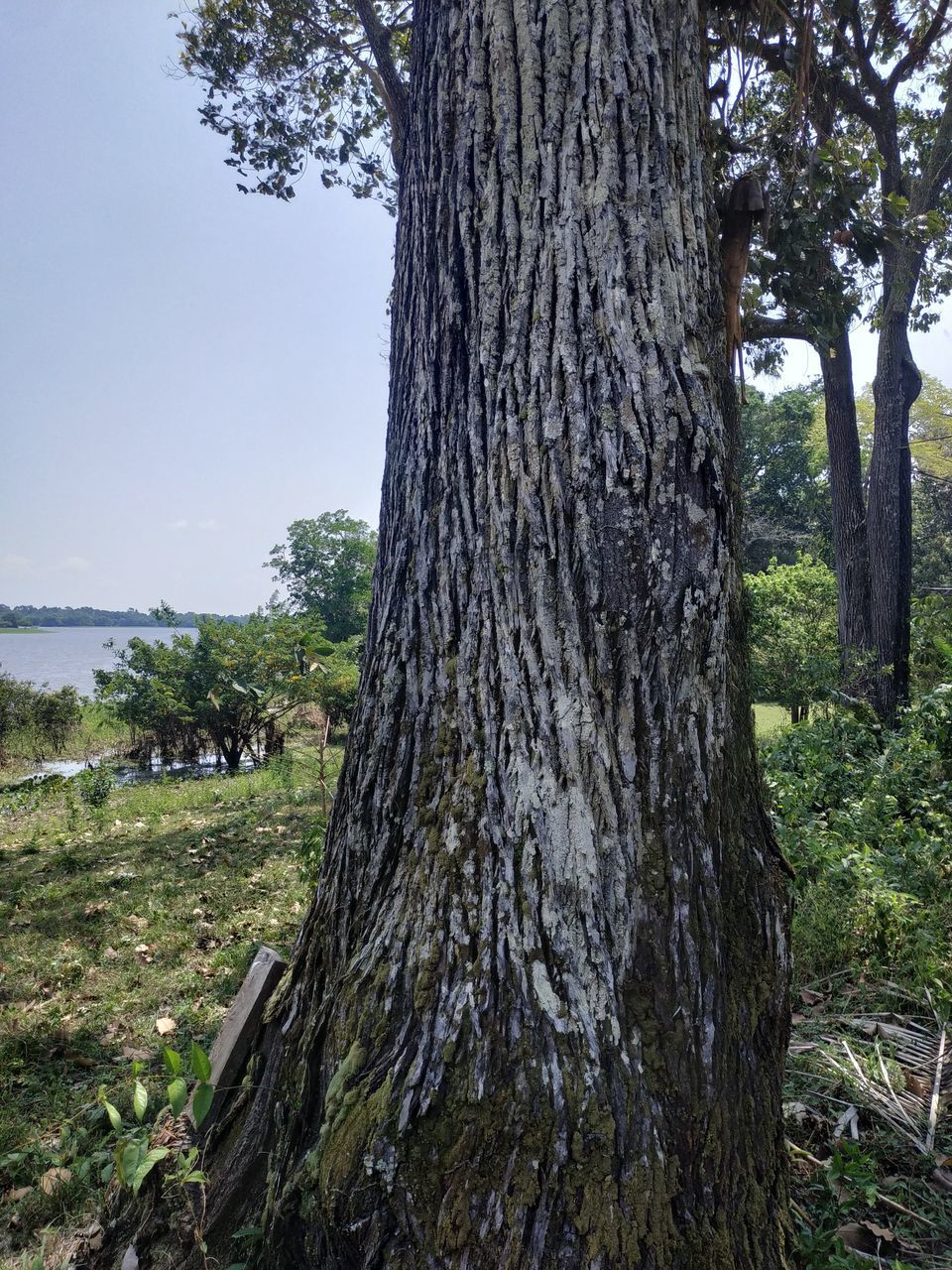 TREE GROWING IN FIELD