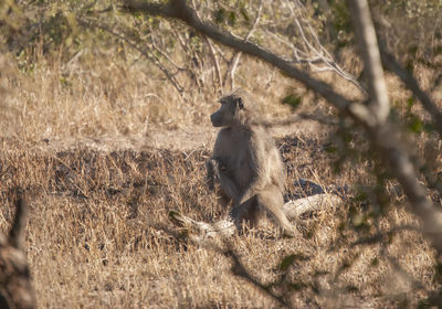 A lone chacma baboon 