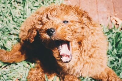 Close-up portrait of a dog