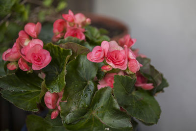 Close-up of pink rose bouquet