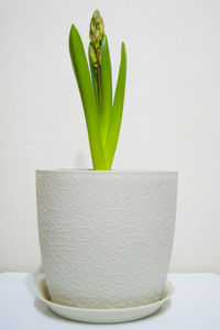 Close-up of potted plant in vase against white background